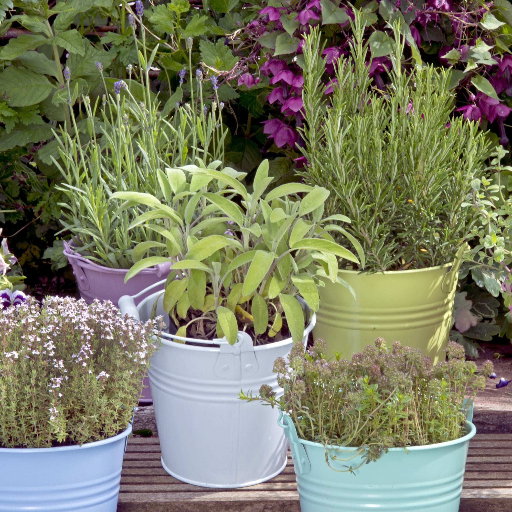 Garden Herb Plants Collection Rosemary Sage Oregano Thyme Quart Pots