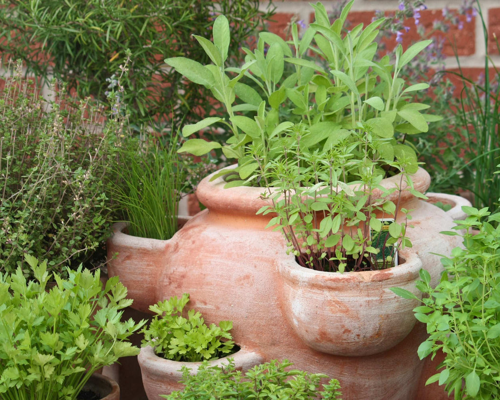 Garden Herb Plants Collection Rosemary Sage Oregano Thyme Quart Pots